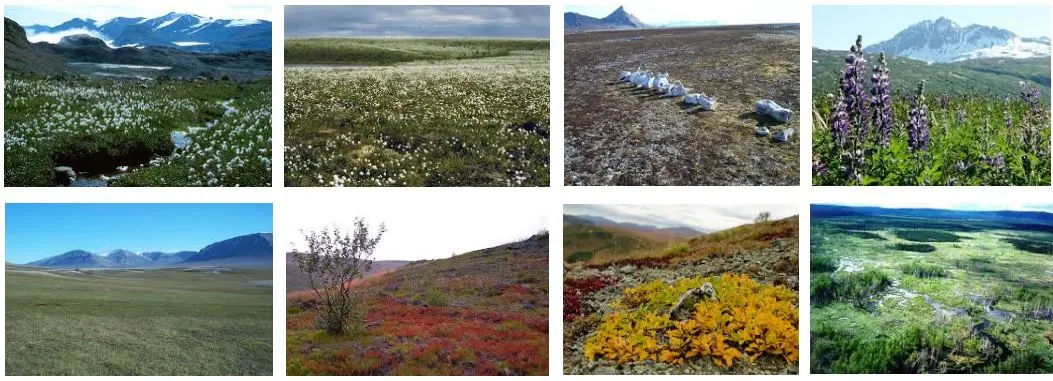 la flora y la fauna de la tundra - Cómo afecta Está situacion a la flora y fauna de la tundra