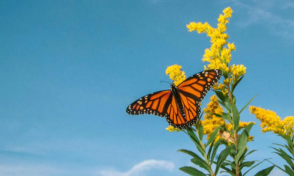 mariposas en flor - Cómo atraer a la mariposa monarca