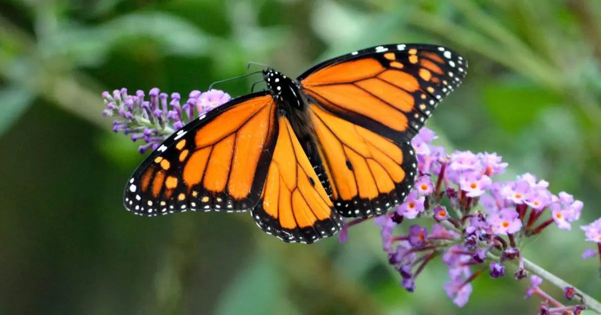 flores y mariposas reales - Cómo atraer mariposas a tu casa
