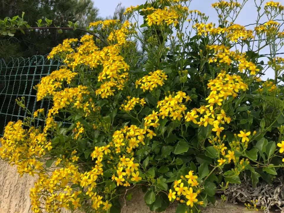 senecio flor amarilla - Cómo controlar el Senecio