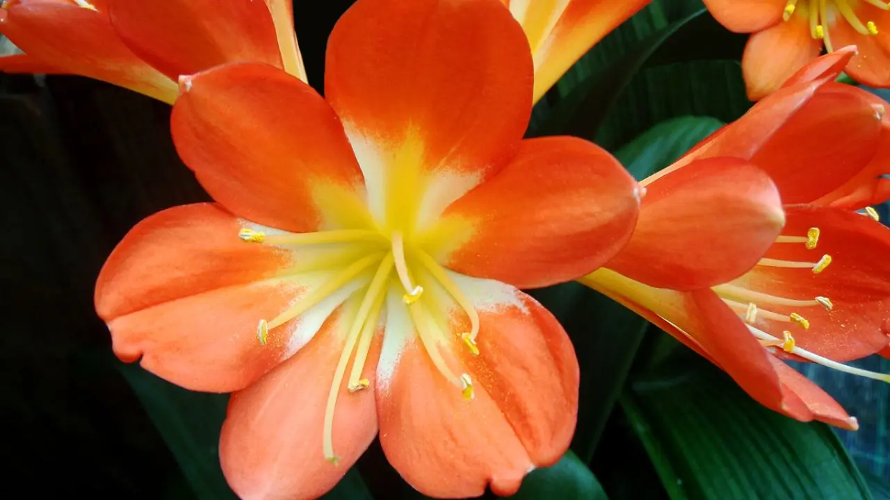 clivia flor - Cómo cuidar la planta de Clivia