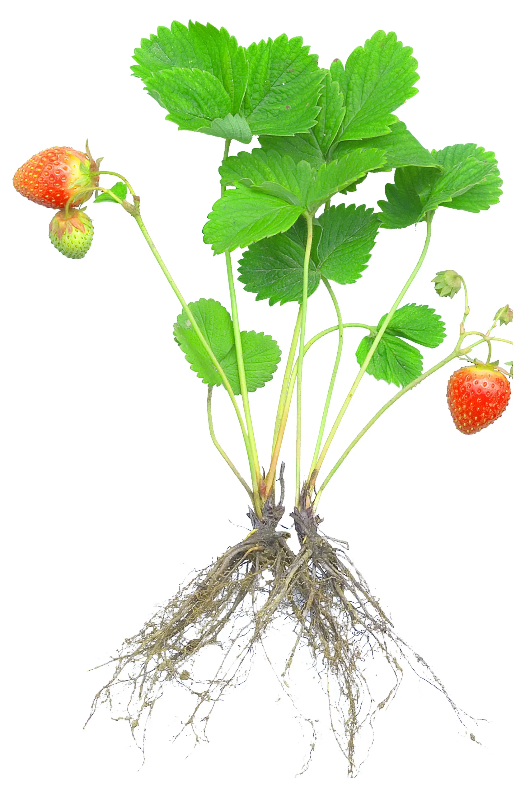 La flor de fragaria: belleza y sabor en una planta perenne - Cómo cuidar una Fragaria flor de fragaria - Cómo cuidar una Fragaria