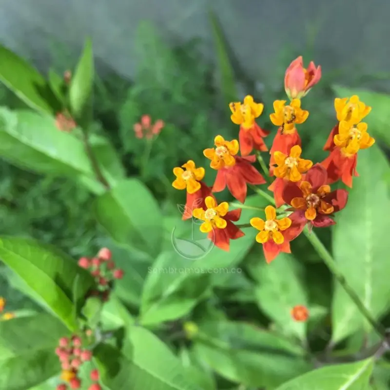 Asclepia Flor: La planta que atrae mariposas y tiene propiedades medicinales - Cómo cuidar una planta de Asclepia asclepia flor - Cómo cuidar una planta de Asclepia