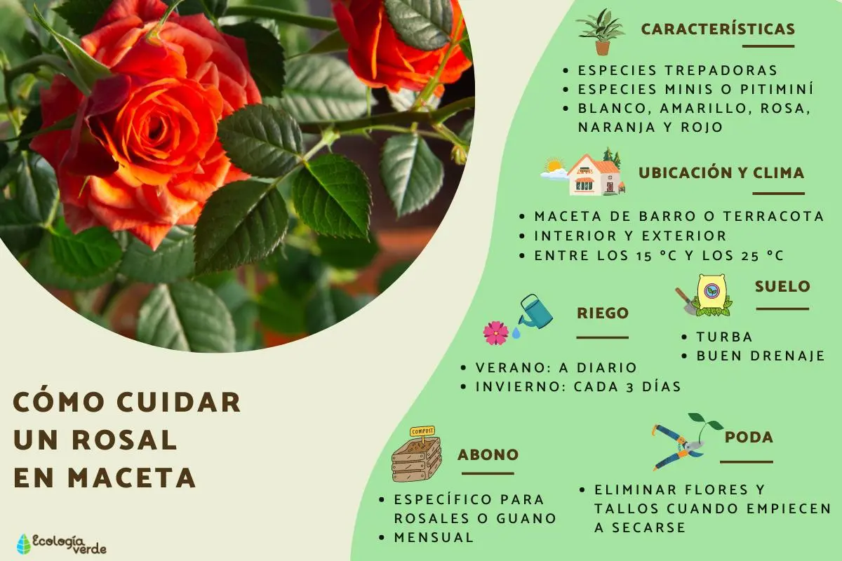 Cómo cuidar una planta de rosas - Cómo cuidar una planta de rosas en maceta rosas plantas y flores - Cómo cuidar una planta de rosas en maceta