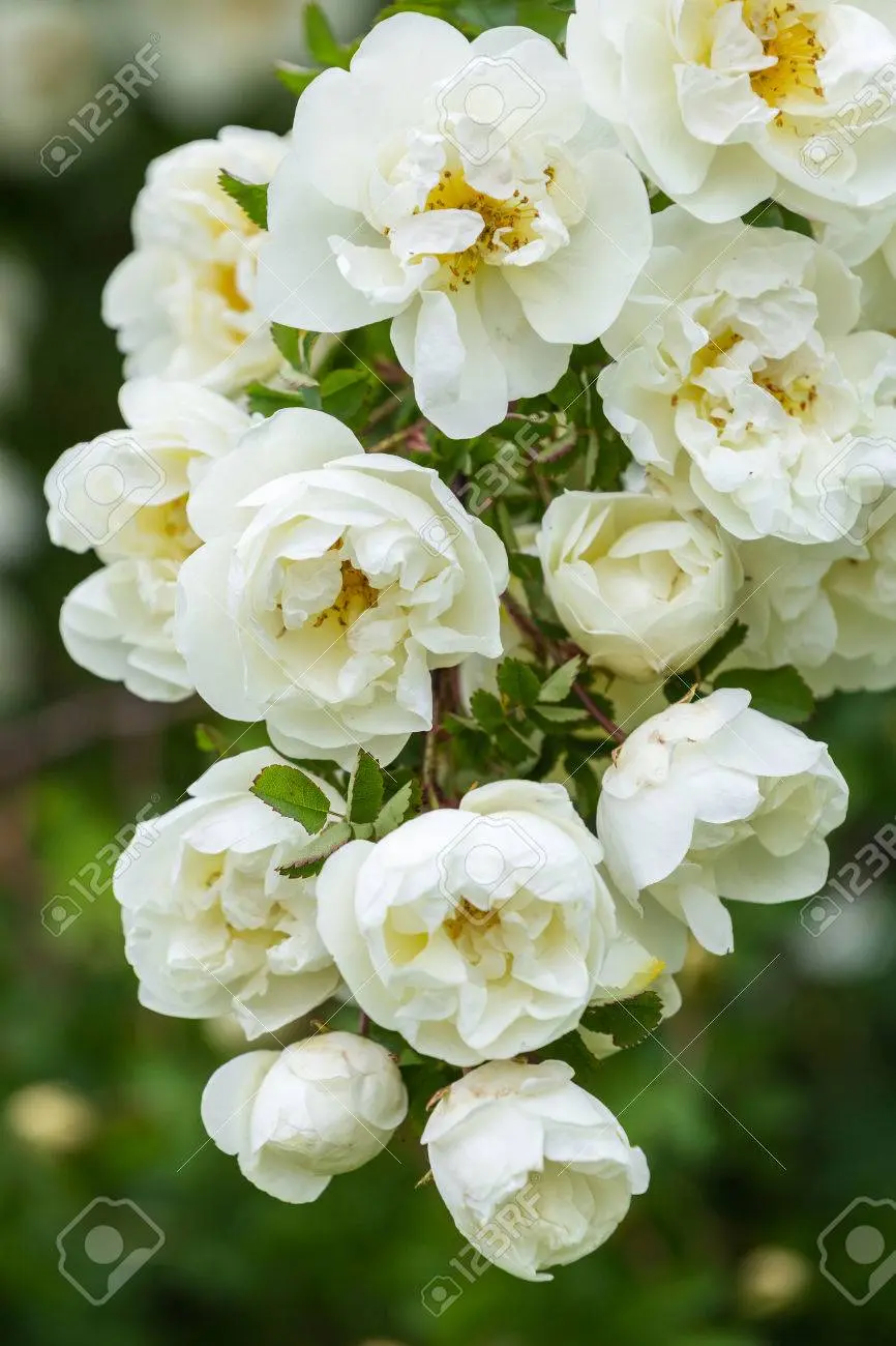 rosa mosqueta flor blanca - Cómo distinguir la rosa mosqueta