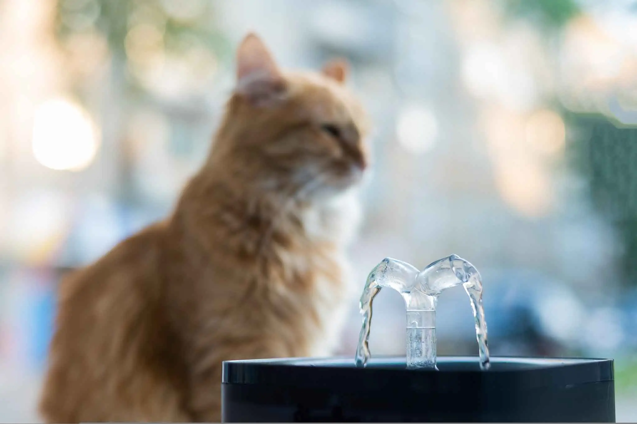 flor de agua para gatos - Cómo elegir fuente de agua para gatos