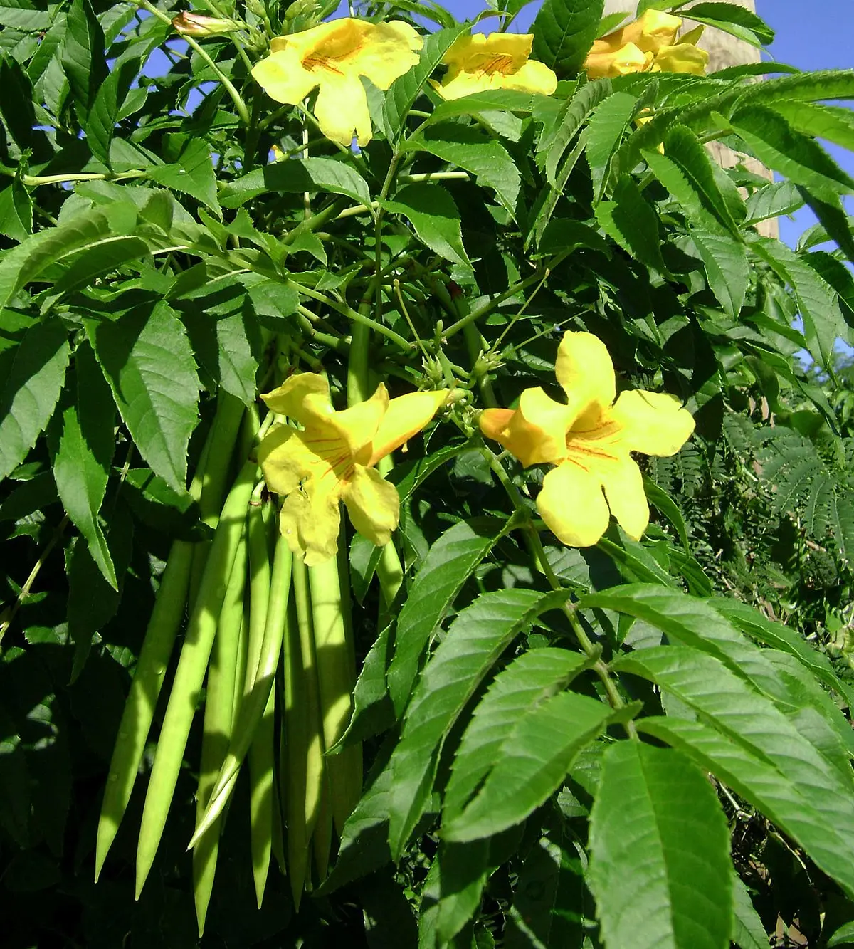 arbol con flores amarillas y vainas - Cómo es el árbol de lluvia de oro