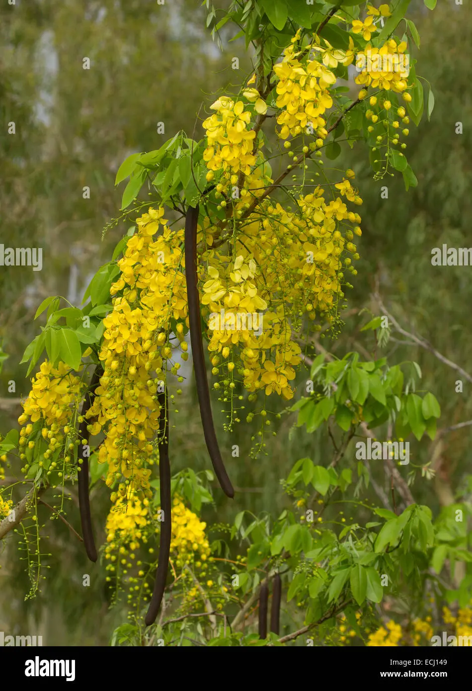 arbol de flores amarillas y vainas - Cómo es el árbol de lluvia de oro