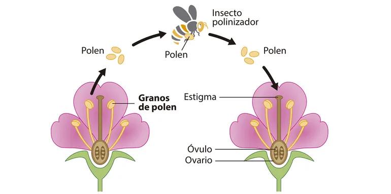 Reproducción de las plantas con flores - Cómo es el proceso de reproducción de las plantas con flores reproduccion de las plantas con flores - Cómo es el proceso de reproducción de las plantas con flores