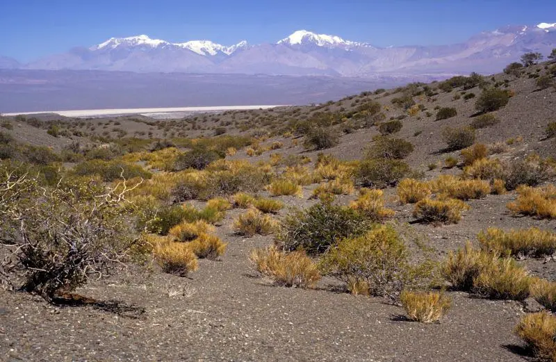 flora de los altos andes - Cómo es el suelo en los altos Andes