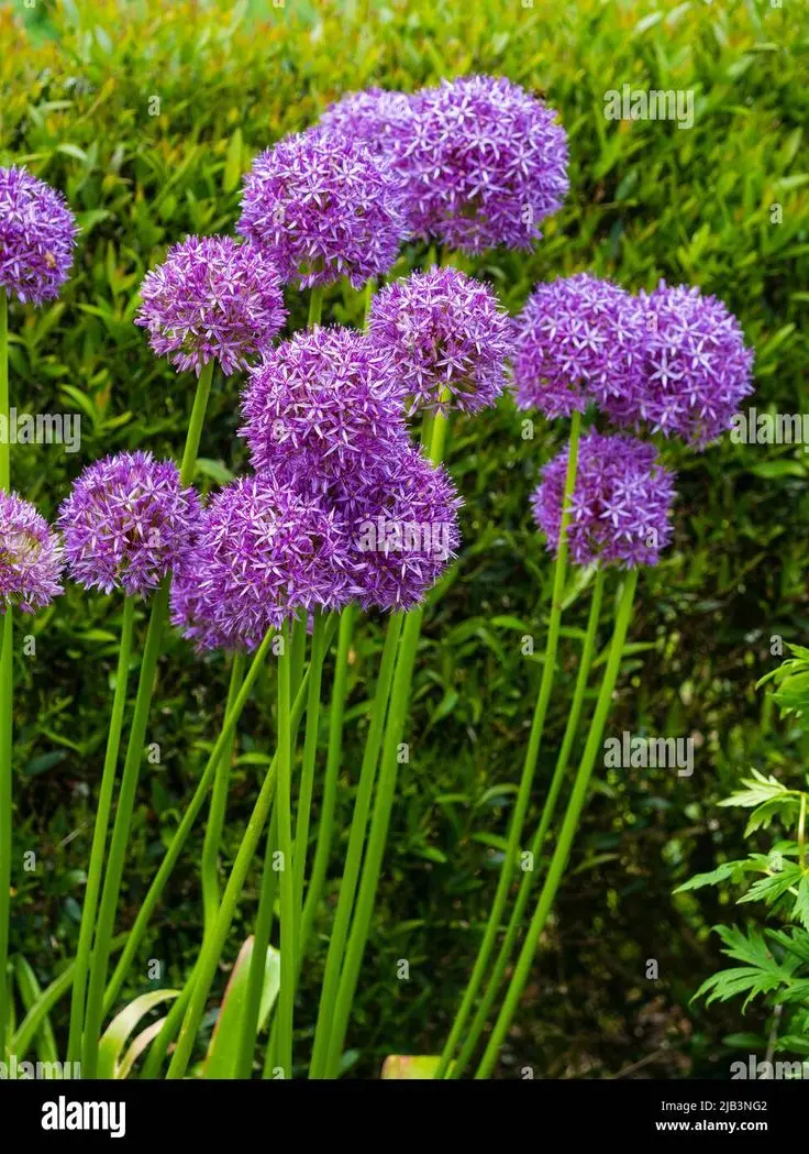 Flor de la cebolla morada: una belleza natural - Cómo es la flor de la cebolla morada flor de la cebolla morada - Cómo es la flor de la cebolla morada