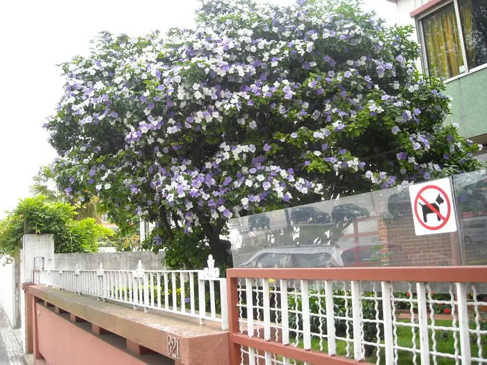árbol con flores violetas y blancas - Cómo es la flor de la jacaranda