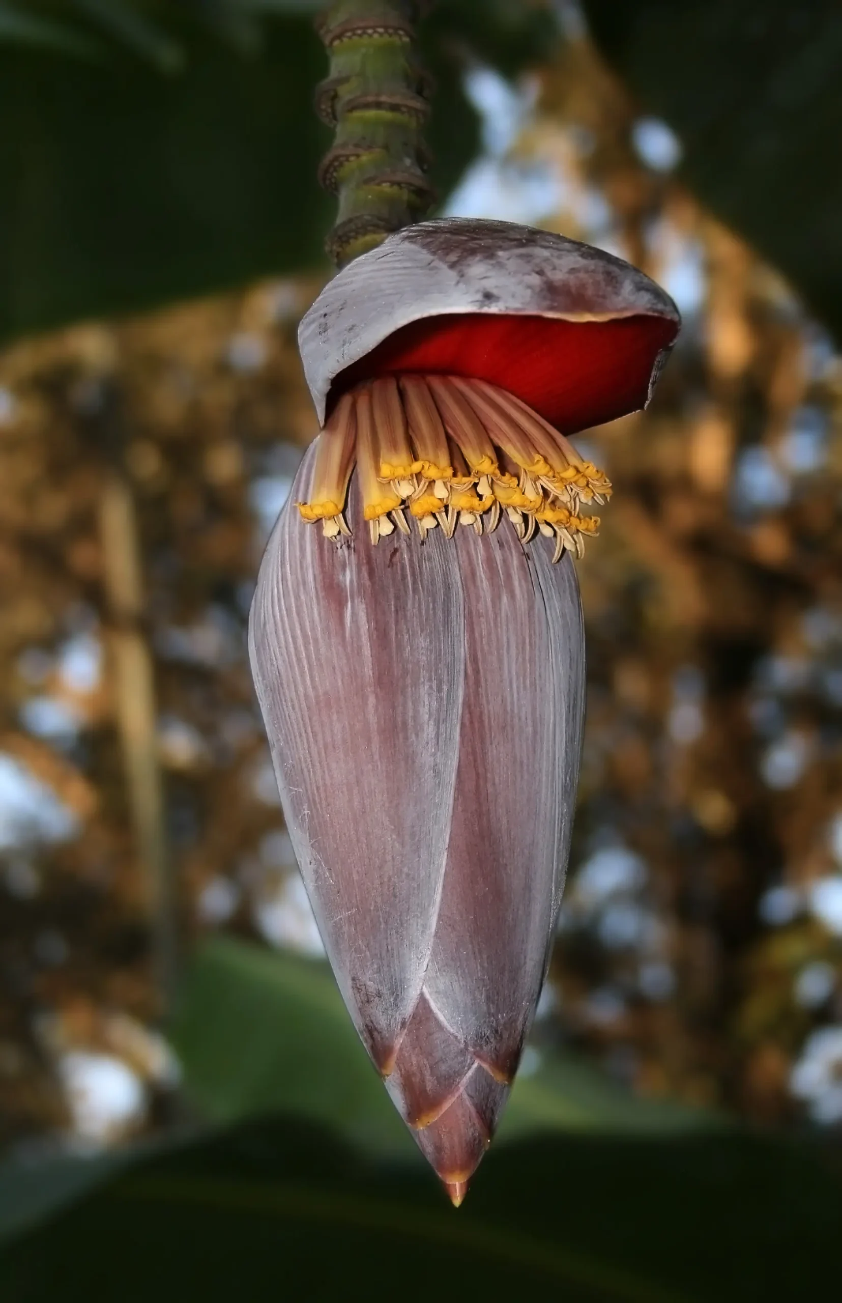 flor de banana de jardin - Cómo es la flor de la planta de banana