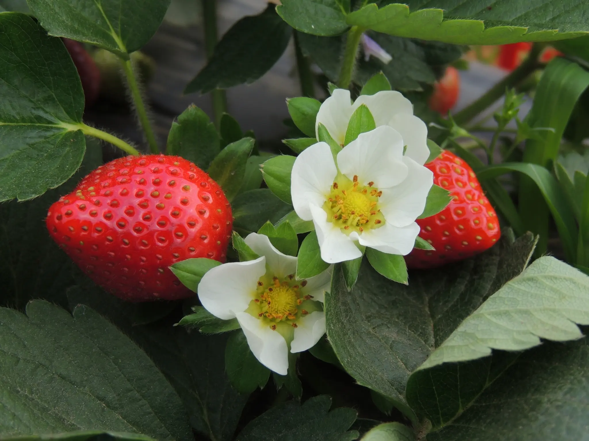 flores de la planta de frutilla - Cómo es la flor de la planta de fresa