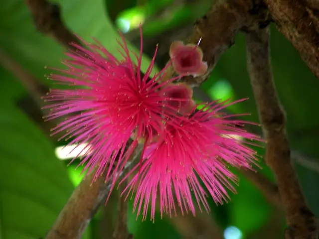 flor de la pomarrosa - Cómo es la flor de la Pomarrosa