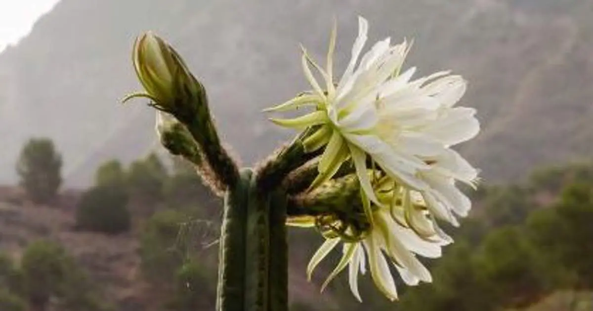 cactus san pedro flor - Cómo es la flor de San Pedro