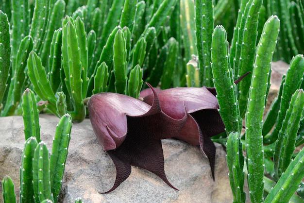 Cactus Flor Estrella de Mar: Una Maravilla de la Naturaleza - Cómo es la flor estrella de mar cactus flor estrella de mar - Cómo es la flor estrella de mar
