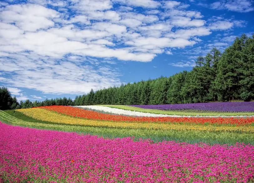 bosque características flora y fauna - Cómo es la flora de los bosques