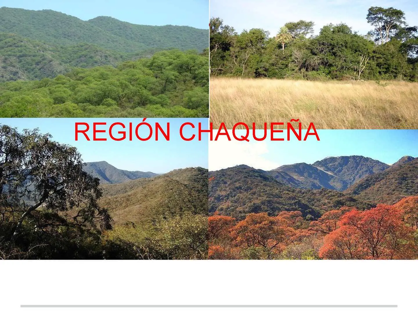 Flora de la región chaqueña - Cómo es la flora del Chaco flora de la region chaqueña - Cómo es la flora del Chaco