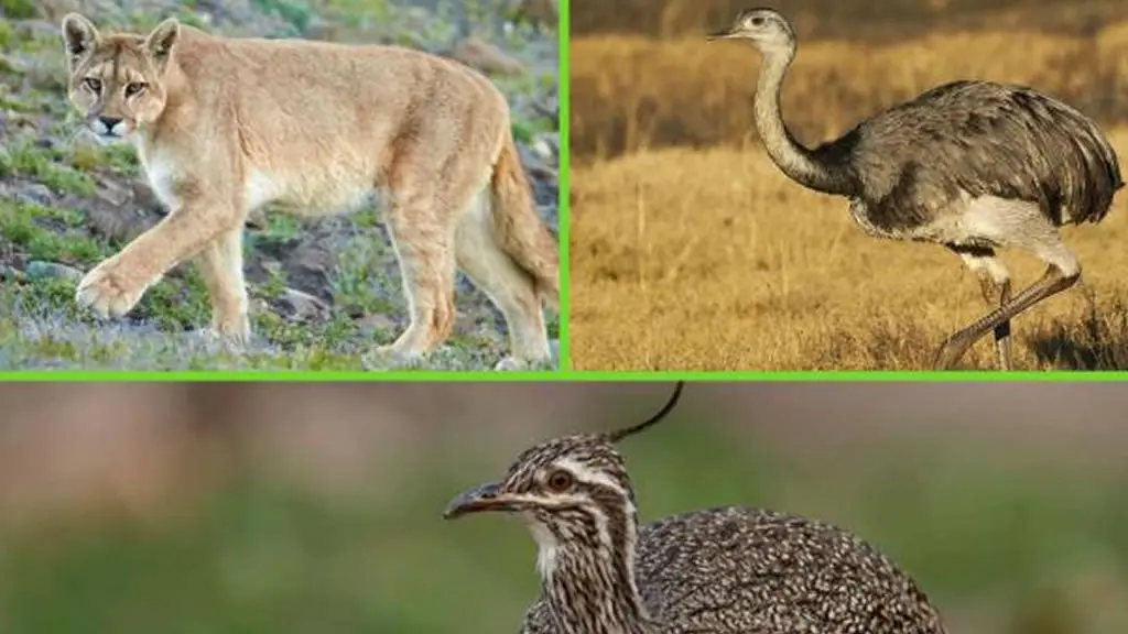 flora y fauna de la region pampeana - Cómo es la flora pampeana