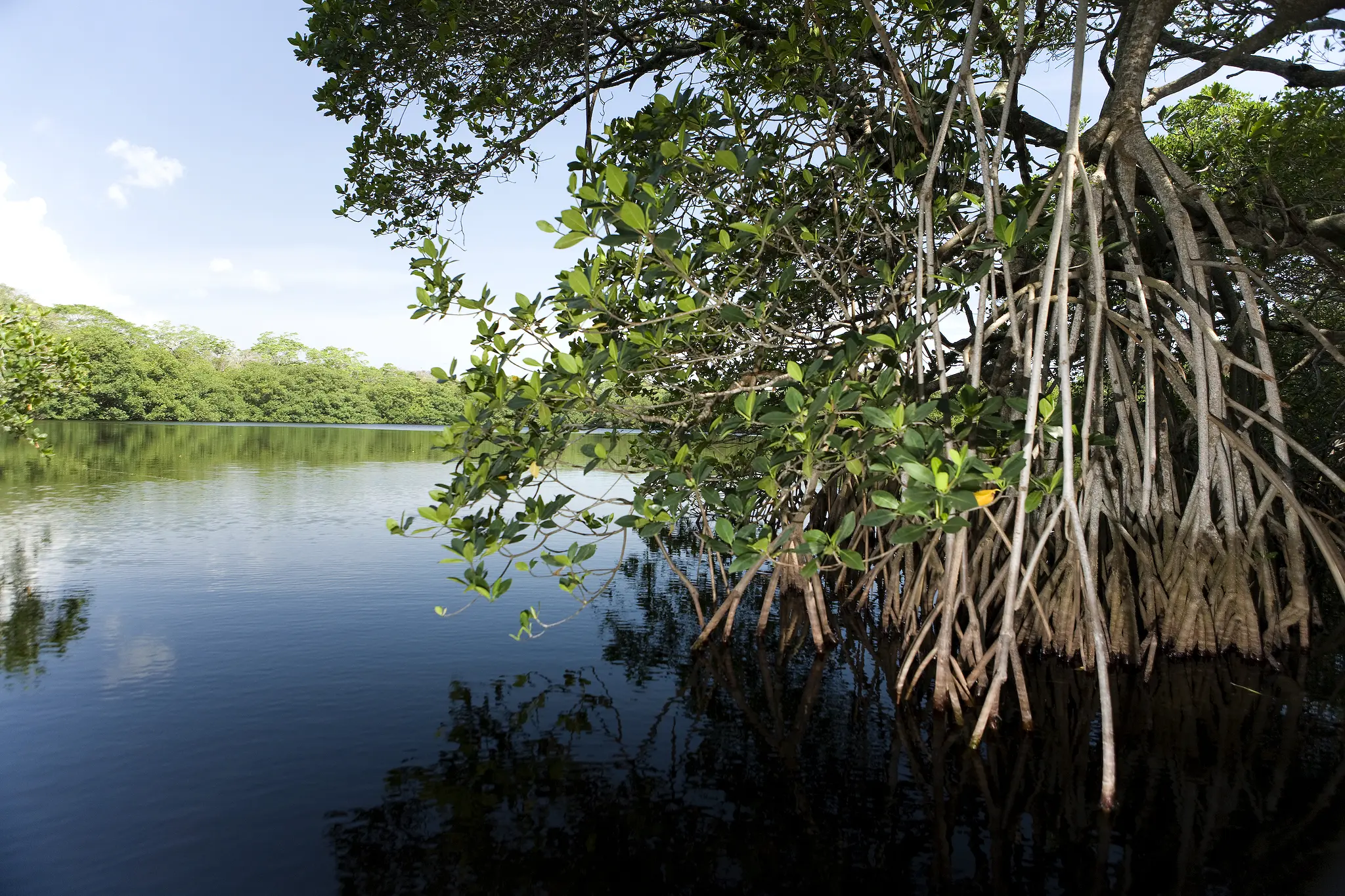 Flora y fauna de agua dulce en Veracruz - Cómo es la flora y fauna de Veracruz flora y fauna de agua dulce veracruz - Cómo es la flora y fauna de Veracruz