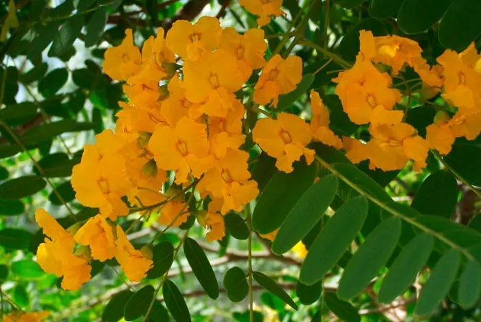 Tipas en flor: una belleza natural que cautiva - Cómo es la hoja de la tipa tipas en flor - Cómo es la hoja de la tipa