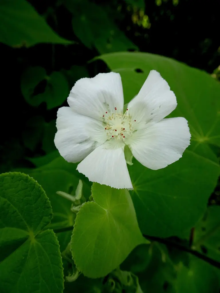 flor malva blanca - Cómo es la planta de la malva blanca
