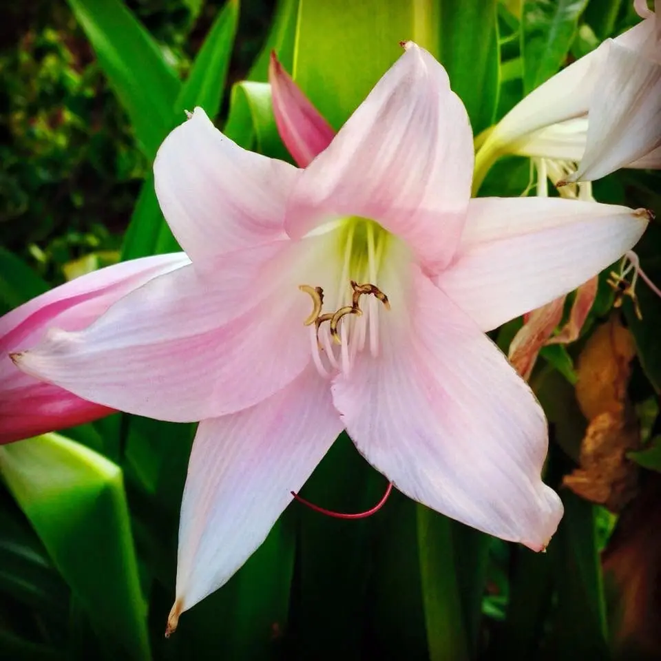 Flor de Lirio Rosa: Una Belleza Única - Cómo es la planta de lirio rosado flor de lirio rosa - Cómo es la planta de lirio rosado