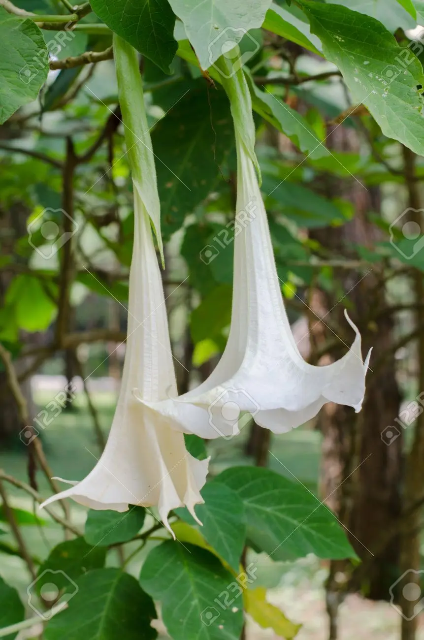flores blancas en forma de trompeta - Cómo es la planta de trompeta blanca