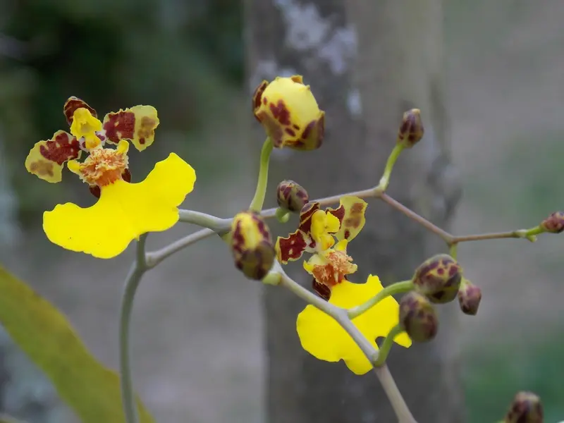 flor de patito planta - Cómo es la planta del patito