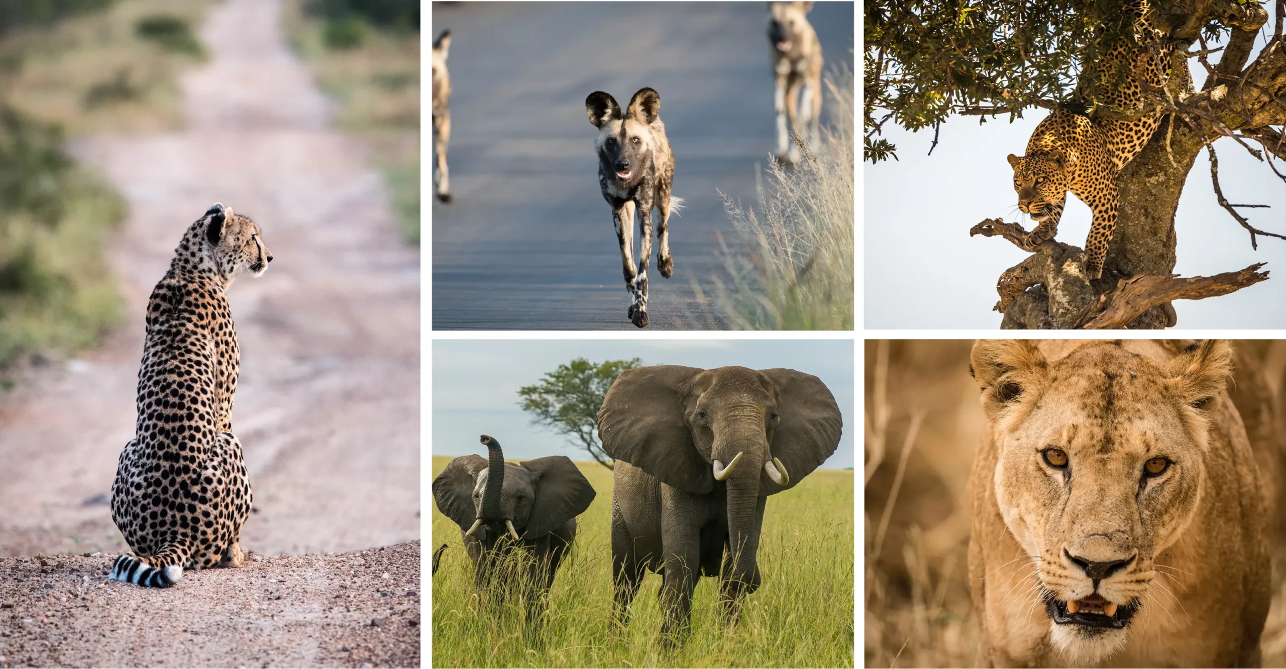 Africa Oriental: Flora y Fauna - Cómo es la vegetación en África oriental africa oriental flora y fauna - Cómo es la vegetación en África oriental