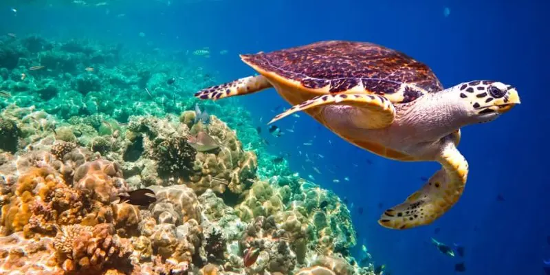 Flora y fauna de la costa atlántica - Cómo es la vegetacion en el clima Atlántico flora y fauna de la costa atlantica - Cómo es la vegetacion en el clima Atlántico