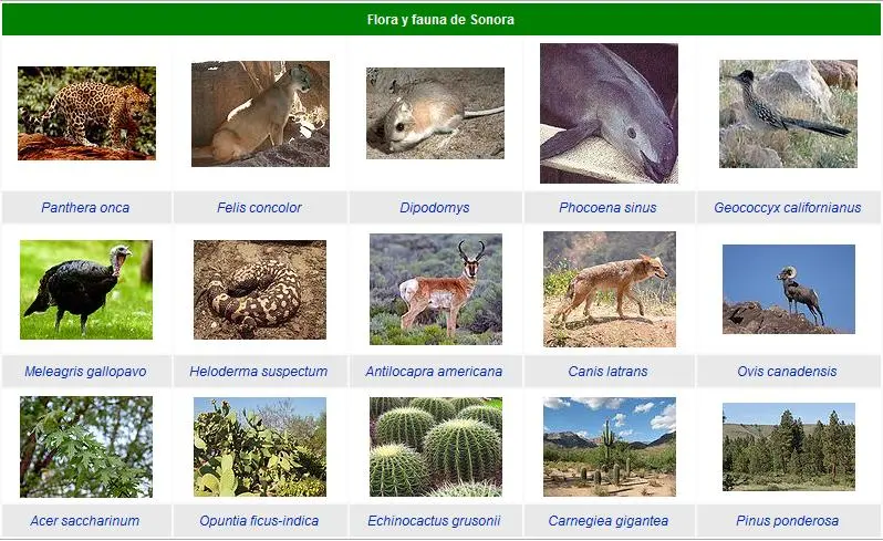 Flora y fauna de Nogales Sonora - Cómo es la vegetación y fauna de Nogales Sonora flora y fauna de nogales sonora - Cómo es la vegetación y fauna de Nogales Sonora