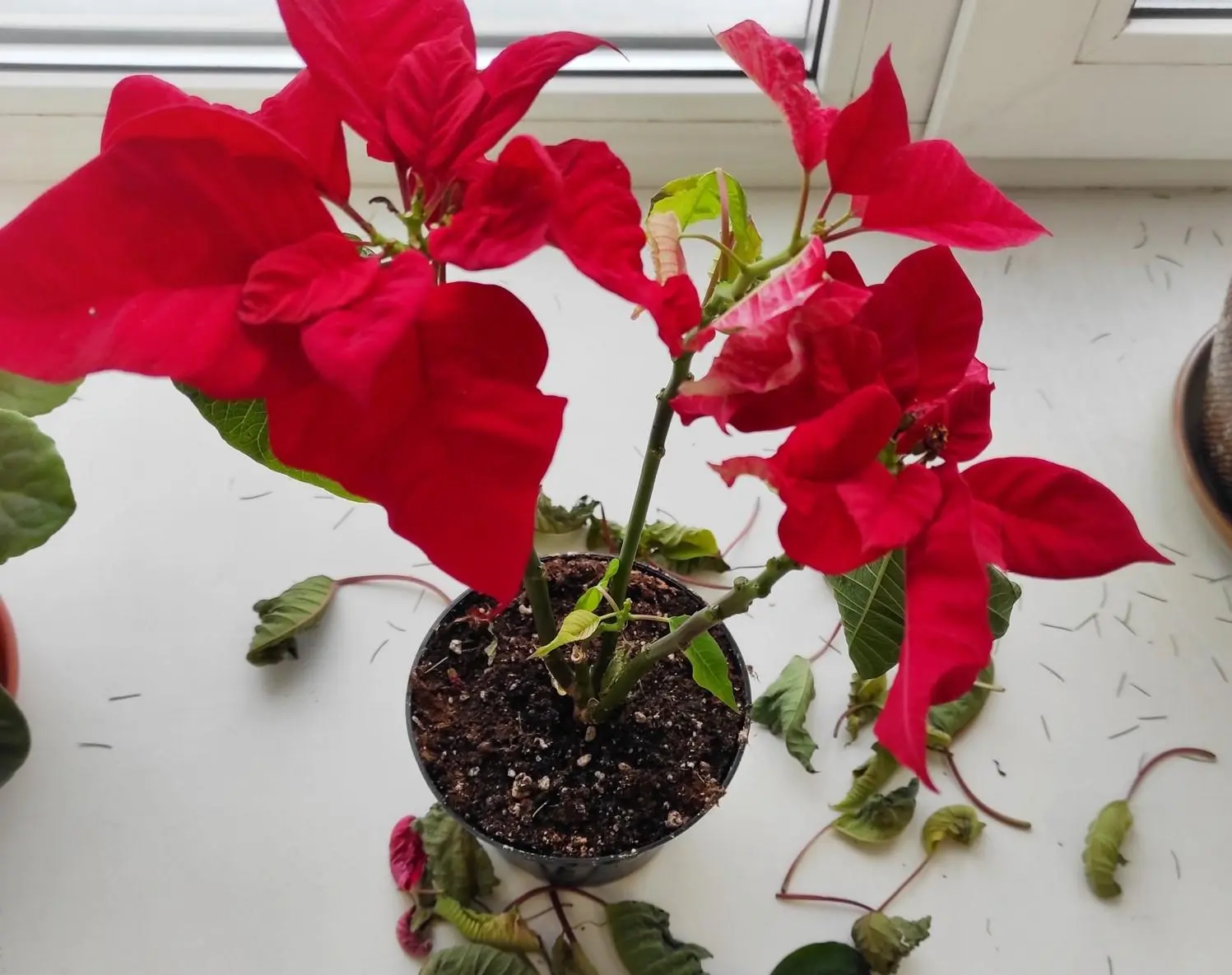 Flor de Navidad: ¿Por qué se le caen las hojas? - Cómo evitar que se caigan las hojas flor de navidad se le caen las hojas - Cómo evitar que se caigan las hojas
