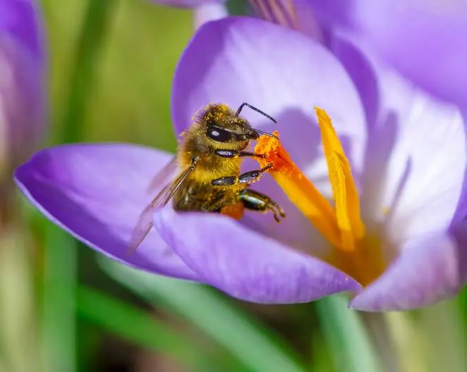 ¿Dónde se encuentra el néctar de las flores? - Cómo extraer el néctar de las flores donde esta el nectar de las flores - Cómo extraer el néctar de las flores