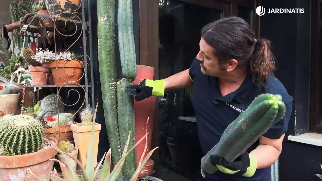 cactus san pedro flor - Cómo florece el cactus San Pedro