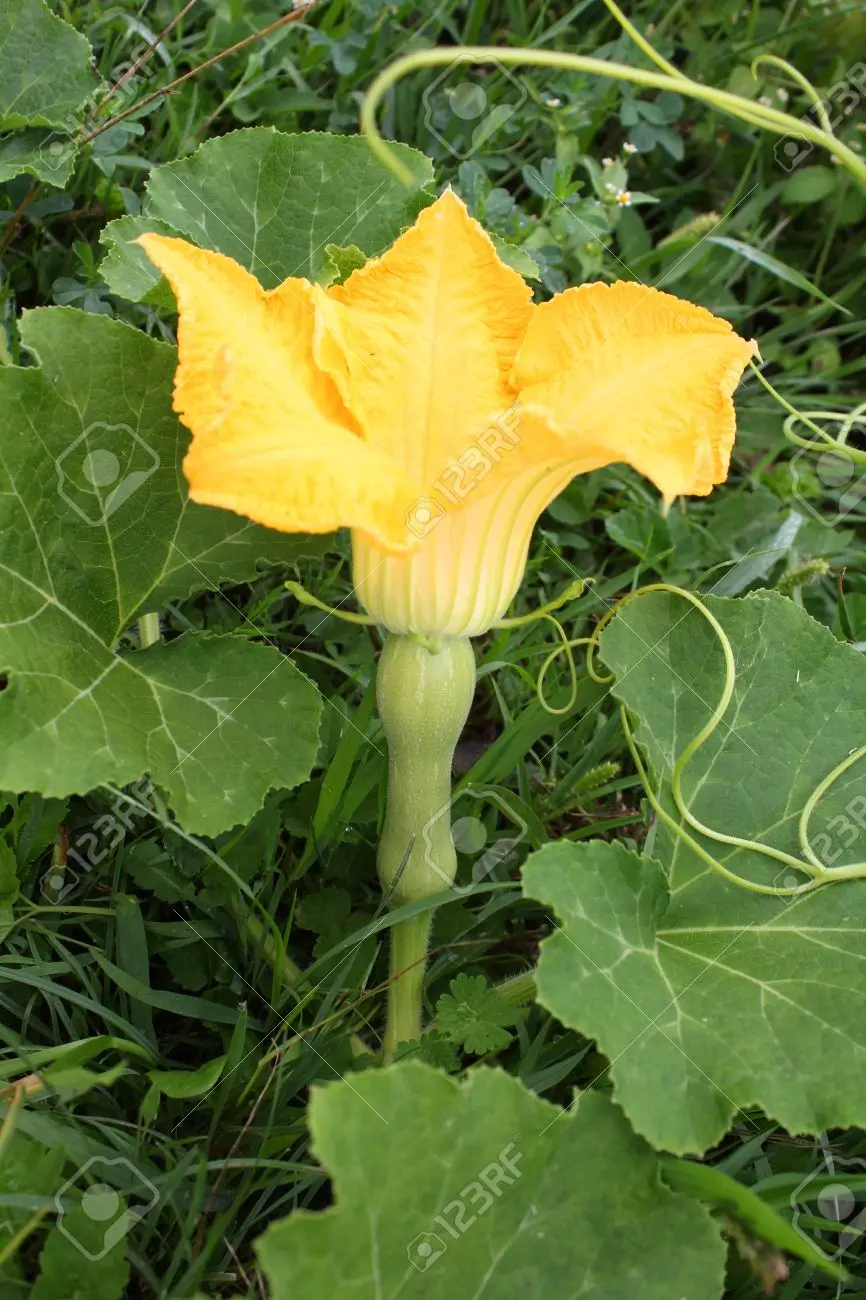 planta de calabaza flor - Cómo florece una calabaza