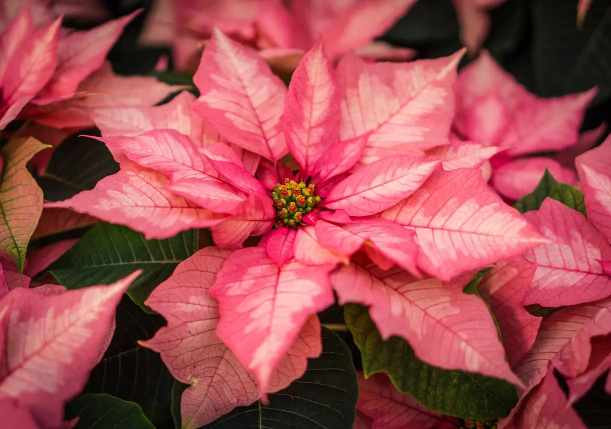 flor roja de navidad - Cómo hacer para que la planta de Navidad se ponga roja