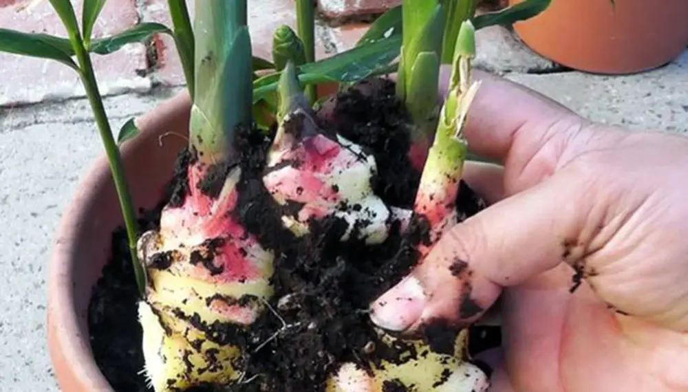 Planta de Jengibre Flor - Cómo hacer que brote el jengibre planta de jengibre flor - Cómo hacer que brote el jengibre