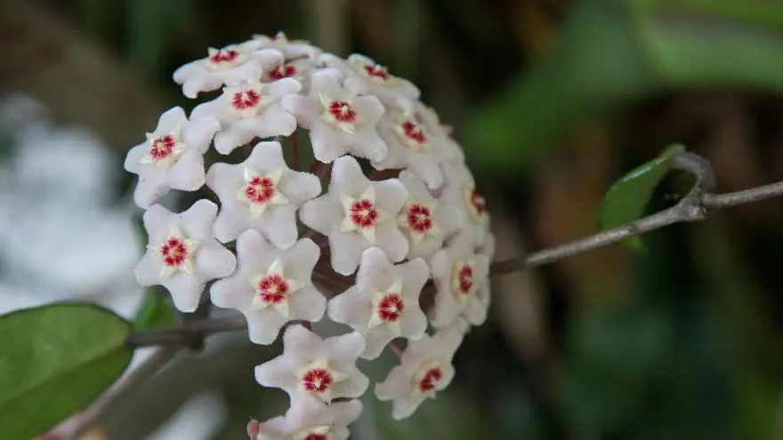 La maravilloso flor de nácar negra - Cómo hacer que florezca la flor de nácar flor de nacar negra - Cómo hacer que florezca la flor de nácar