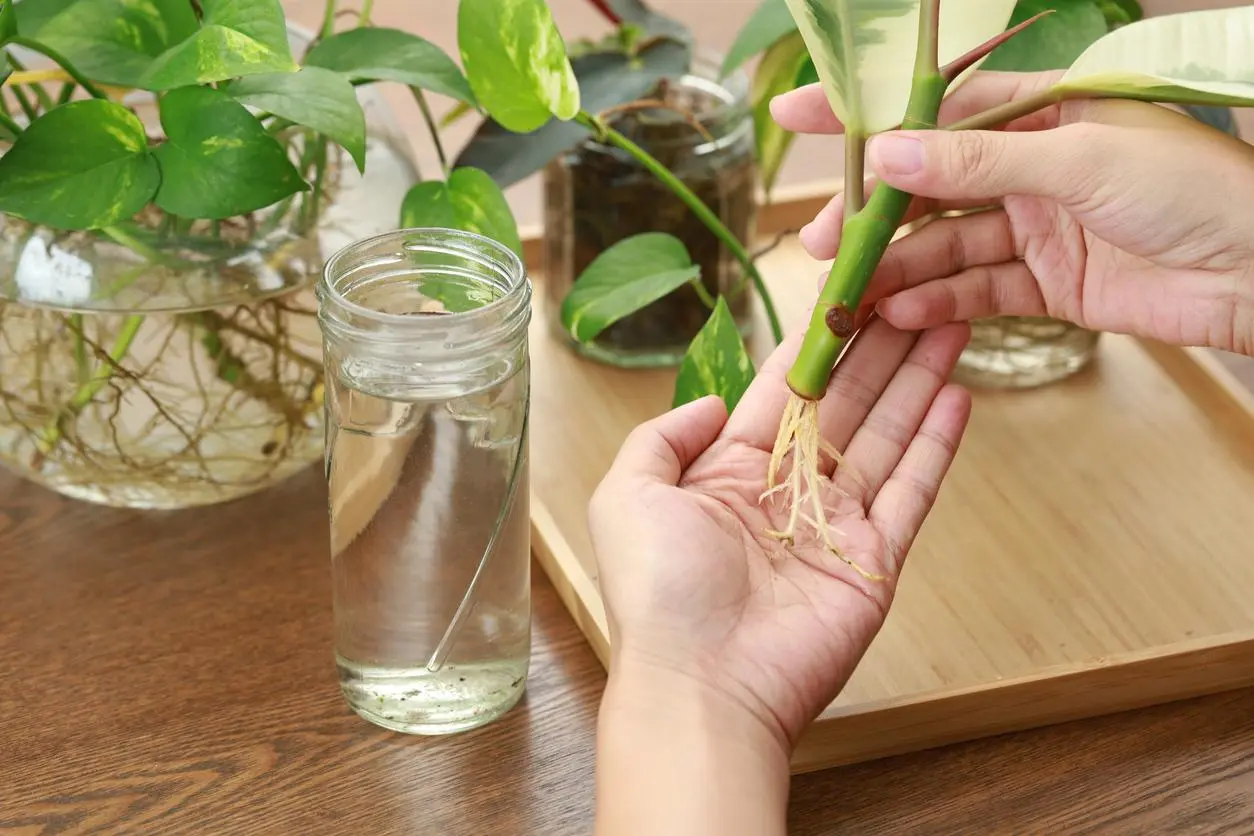 Reproducción de la flor de Pascua: cómo sacar un hijo de una planta - Cómo hacer que una planta eche raíces en agua reproduccion flor de pascua - Cómo hacer que una planta eche raíces en agua