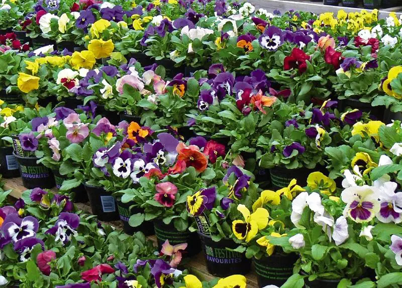 Cómo hacer semilleros de flores: Tutorial paso a paso - Cómo hacer semilleros paso a paso como hacer semilleros de flores - Cómo hacer semilleros paso a paso