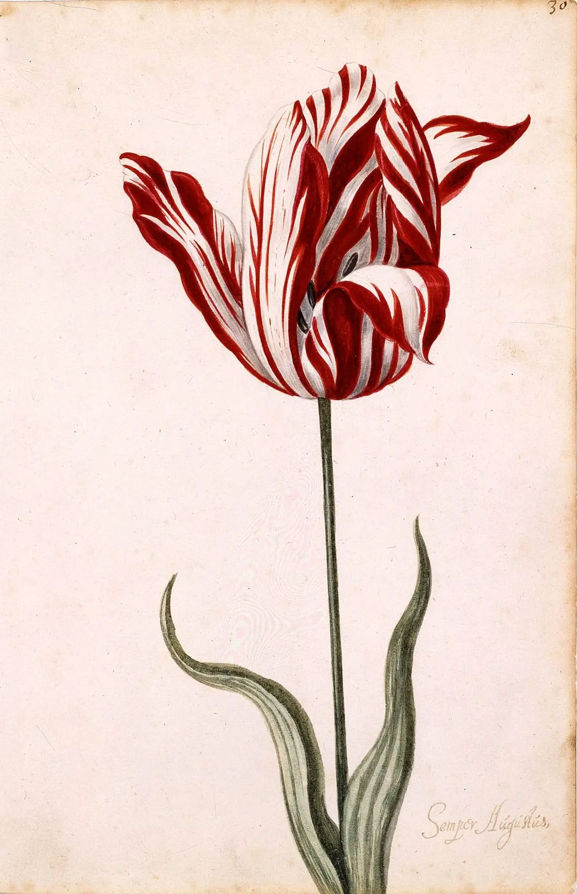 La Flor Nacional de Holanda: El Tulipán - Cómo llegó el tulipán a Holanda flor nacional de holanda - Cómo llegó el tulipán a Holanda