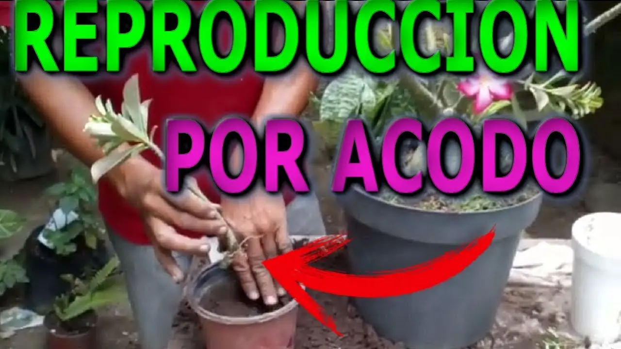 Flor del desierto: cómo se reproduce - Cómo nacen las rosas del desierto flor del desierto como se reproduce - Cómo nacen las rosas del desierto