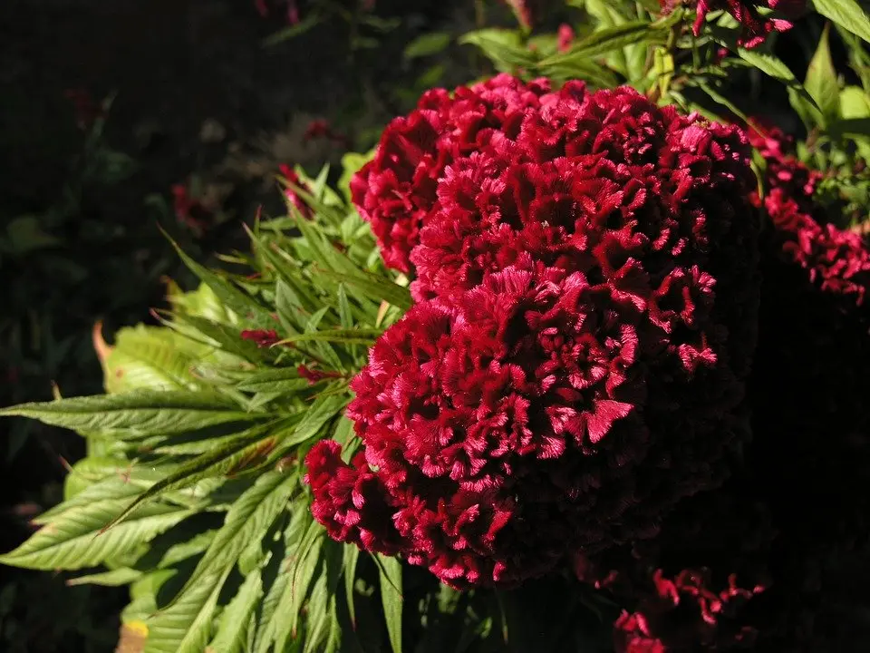 Flor mano de león: precio y características - Cómo plantar la mano de león flor mano de leon precio - Cómo plantar la mano de león