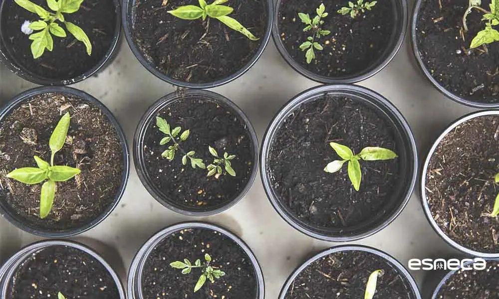 Plantar semillas de flores en macetas: una forma sostenible de cultivar - Cómo plantar semillas en una maceta plantar semillas de flores en macetas - Cómo plantar semillas en una maceta