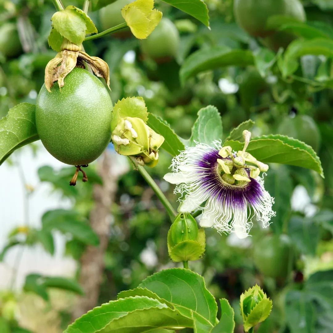 Por qué se caen las flores del maracuyá - Cómo regar la maracuyá porque se caen las flores del maracuyá - Cómo regar la maracuyá