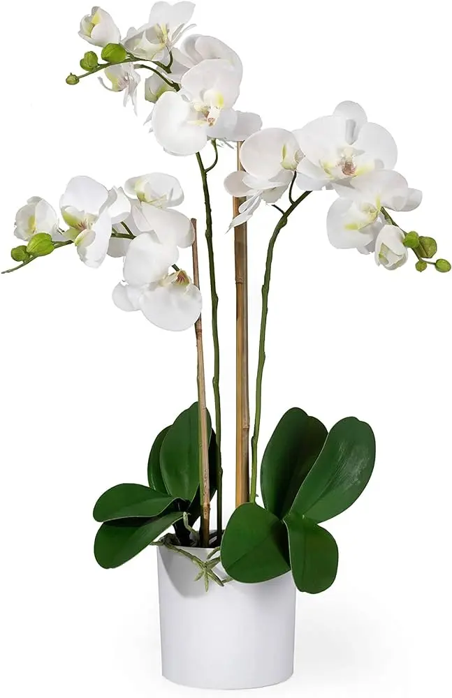flor orquídea blanca - Cómo regar una orquídea blanca