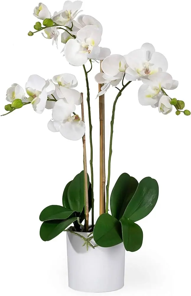 Flor orquídea blanca: cuidados y riego adecuado - Cómo regar una orquídea blanca flor orquídea blanca - Cómo regar una orquídea blanca