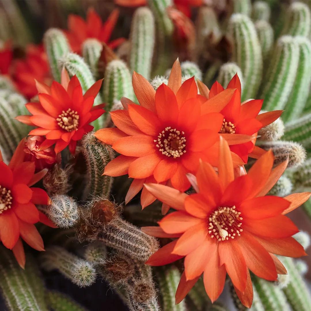 echinopsis chamaecereus flor - Cómo reproducir el cactus cacahuete